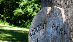 Forest Rest Gallery